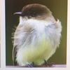 easternphoebe